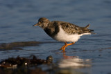 Turnstone