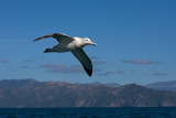 Wandering Albatross