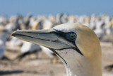 Australasian Gannet at Cape Kidnappers NZ