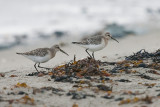 Curlew Sandpiper