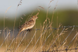 Lapland Bunting