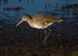 Black-tailed Godwit