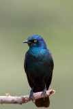 Glossy Starling