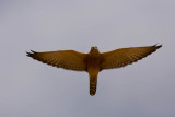 Greater Kestrel