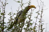 Yellow Billed Hornbill
