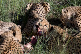 Cheetahs Feeding at Amani Lodge Namibia