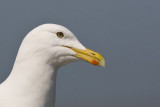 Herring Gull Larus Argentatus