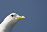 Kittiwake Rissa Tridactyla