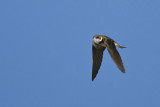 Sand Martin