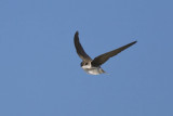 Sand Martin