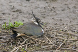 Lapwing on Nest