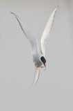 Arctic Tern Sterna Paradisea