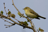 Willow Warbler