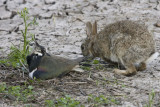 Lapwing and Rabbit