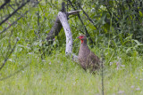 Swainsons Spurfowl ( Francolin)