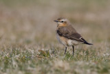 Northern Wheatear