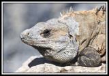 IGUANA_8300.jpg