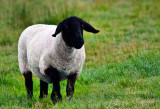 BLACK FACE LAMB_4442.jpg