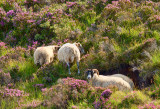 SHEEP AMONGST THE LAVENDER_4375.jpg