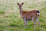 SIKA DEER_4843.jpg
