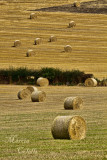 HAY BALES_4954.jpg