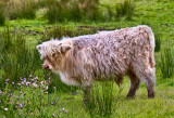 HIGHLAND CALF_4239.jpg
