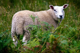 LITTLE LAMB IN TROSSACHS_4181.jpg