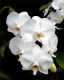 white orchid 4454.jpg