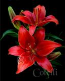 RED ASIATIC LILY 1.jpg