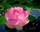 LOTUS 7879.jpg