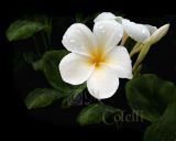 FRANGIPANI 2.jpg