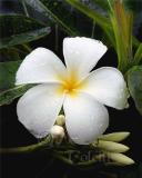 FRANGIPANI 1.jpg