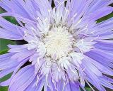 BLUE ASTER .jpg