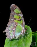  MALACHITE 4367.jpg