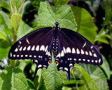 BLACK SWALLOWTAIL 8000.jpg