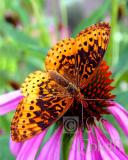 FRITILLARY 2.jpg