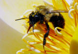 Bumble Bee on Lotus pb.jpg