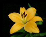 YELLOW ASIATIC LILY 7576 a.jpg