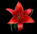 RED ASIATIC LILY 6638 .jpg