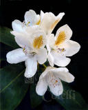 white rhodedendron7195