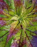 KOPPER KING HIBISCUS LEAF 7699 .jpg