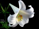 WHITE TRUMPET LILY 9348 a .jpg
