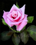 PINK ROSE 3 a.jpg