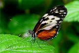 HECALES LONGWING .jpg