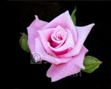 PINK ROSE 2 .jpg