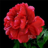 RED TREE PEONY  6305 .jpg