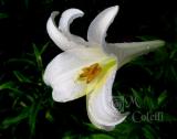 WHITE TRUMPET LILY 9681.jpg