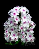 PHLOX 9958a .jpg