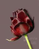 BLACK VELVET TULIP  5797D .jpg