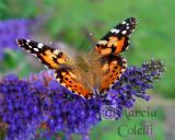 PAINTED LADY BUTTERFLY 0858 .jpg